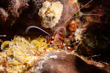 Gebänderte Scherengarnele sind sehr häufig beim tauchen anzutreffen