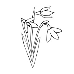 Obraz premium Vector hand drawn doodle sketch snowdrops flower isolated on white background