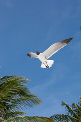 afternoon of seagulls 2
