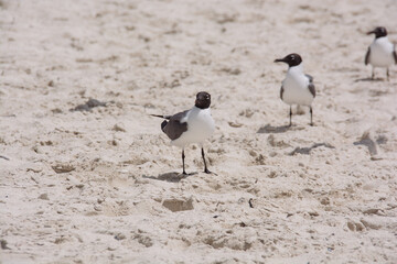 afternoon of seagulls 2
