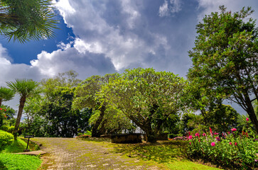 Tropic trees and flowers in Mae Fah Luang Flower Garden In Doi Tung Chiangrai Thailand.