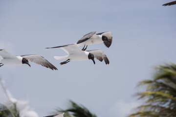 afternoon of seagulls 2
