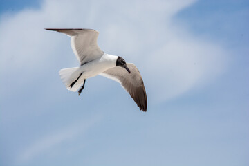 afternoon of seagulls 2
