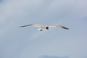 Fototapeta na wymiar afternoon of seagulls 2 
