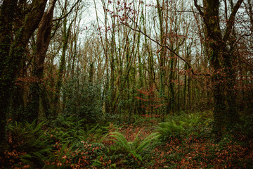 Blarney Castle and Gardens