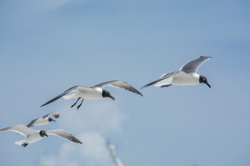 afternoon of seagulls 2
