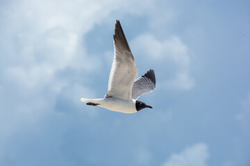 afternoon of seagulls 2
