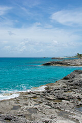 afternoon of seagulls 2
