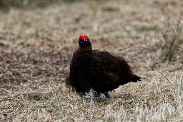 male red grouse