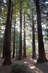 Summertime sunshine in the woods.
