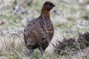 female red grouse