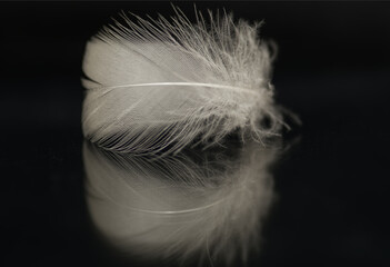 macro of a white feather 