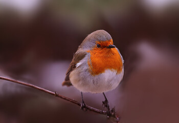 Portrait of a robin sitting on a thin branch. on a blurry background of indeterminate color