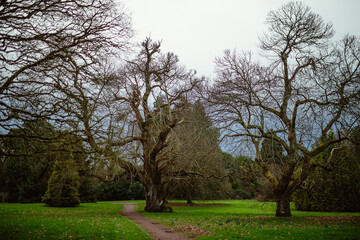 Obraz premium Blarney Castle and Gardens