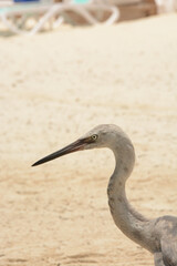 afternoon of seagulls 3
