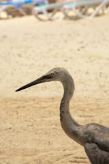 afternoon of seagulls 3
