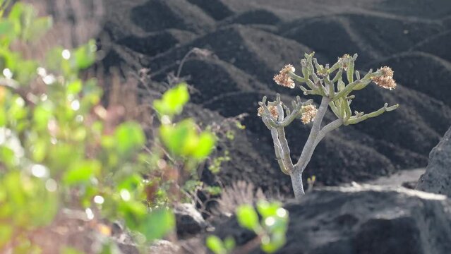 Bush Of Euphorbia Balsamifera, balsam spurge, in front of a dark volcanic rock landscape. Selective focus shot. Tabaiba Dulce on the Canary Islands.