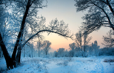 Fototapeta premium Winter landscape with snow covered tall trees and path at sunset sky