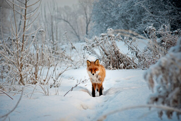 Red fox walking through snowy winter forest