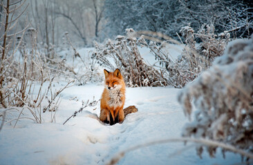 Red fox sitting on snow in winter forest