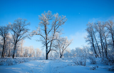 Winter landscape with snow covered tall trees and path at blue sunny sky