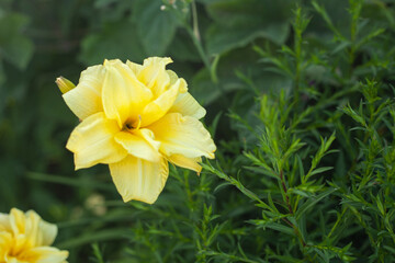 yellow daylily flower on a background of green grass