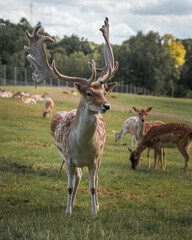 An impressive horned male fallow deer guarding his family