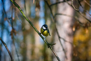 sikorka © Dariusz Grochal 