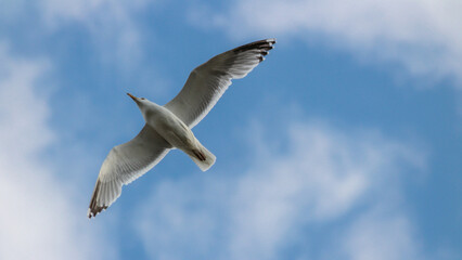 Fototapeta na wymiar Seagull on the sky