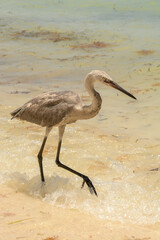 afternoon of seagulls
