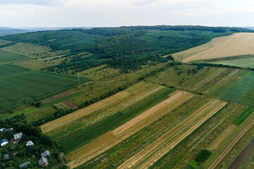 Obraz premium Aerial landscape view of green and yellow cultivated agricultural fields with growing crops on bright summer day