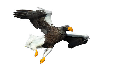 Adult Steller's sea eagle in flight.  Scientific name: Haliaeetus pelagicus. Isolated on white background.