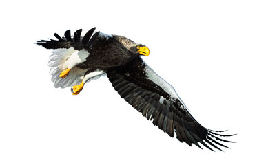 Adult Steller's sea eagle in flight.  Scientific name: Haliaeetus pelagicus. Isolated on white background.