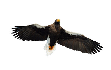 Adult Steller's sea eagle in flight. Front view. Scientific name: Haliaeetus pelagicus. Isolated on white background. - 485880957