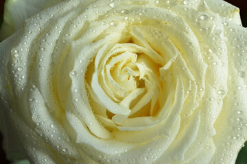 White rose in dew drops