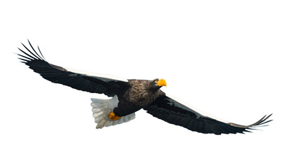 Adult Steller's sea eagle in flight.  Scientific name: Haliaeetus pelagicus. Isolated on white background.