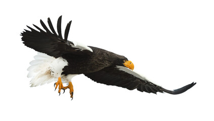 Adult Steller's sea eagle in flight.  Scientific name: Haliaeetus pelagicus. Isolated on white background.