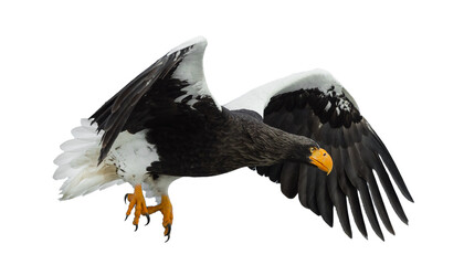Adult Steller's sea eagle in flight.  Scientific name: Haliaeetus pelagicus. Isolated on white background.