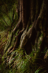 Obraz premium Blarney Castle and Gardens