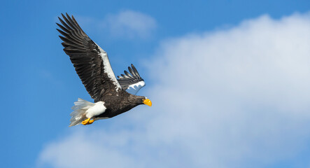 Adult Steller's sea eagle in flight. Scientific name: Haliaeetus pelagicus. Blue sky and ocean background.