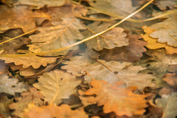 Feuilles dans l'eau de la forêt de la Rena à Certines, Ain, France