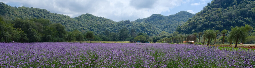 Fototapeta premium lavender flowers in a scented field of Valensole village
