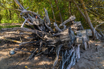 Russia. Kronstadt. May 30, 2021. Snags of bizarre shape from the roots of trees.