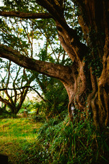 Blarney Castle and Gardens