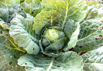 holes in cabbage leaves, disease, caterpillars of cabbage butterfly larvae eat white cabbage leaves. Pests. Selective focus