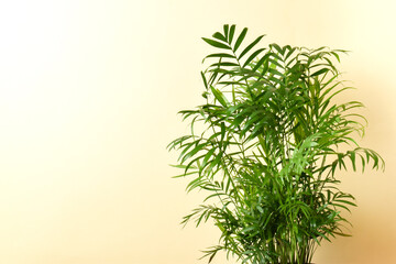 Home flower of Hamedorea on a yellow background. Copy space.