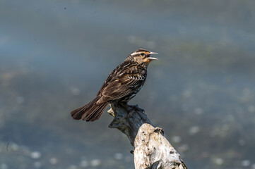 Female Red-winged Blackbird (Agelaius phoeniceus) singing and defending her nest.