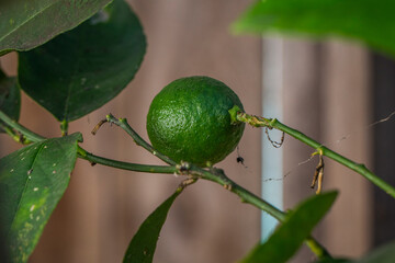 Lime hanging from lime tree