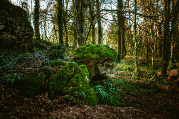 Blarney Castle and Gardens