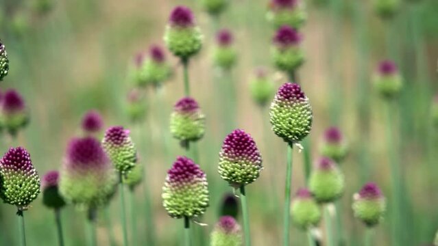 Beautiful purple green blooming round-headed garlic flower, allium sphaerocephalon on blurred summer meadow, sunny day